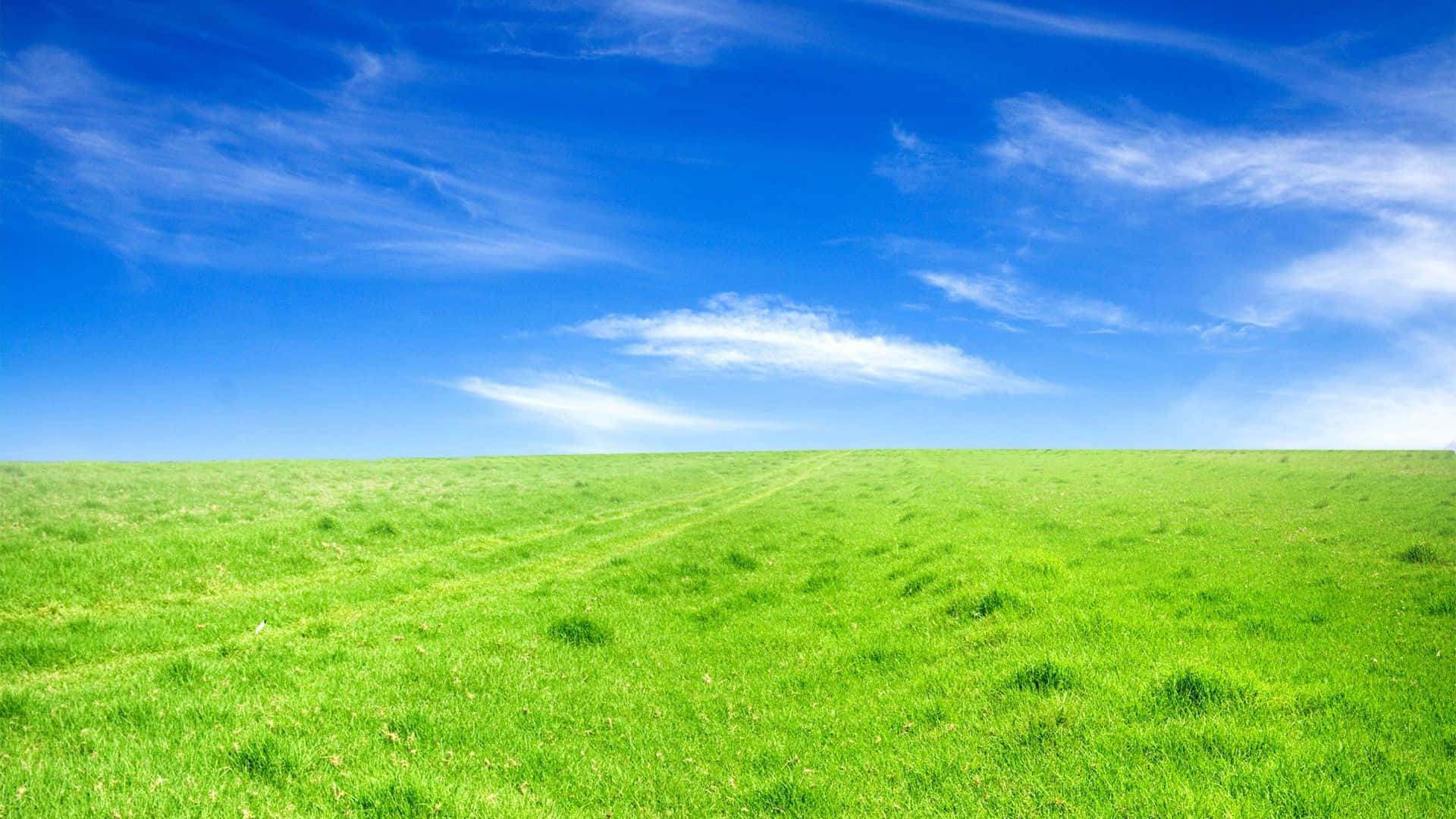 Plain Grass And Blue Sky Background