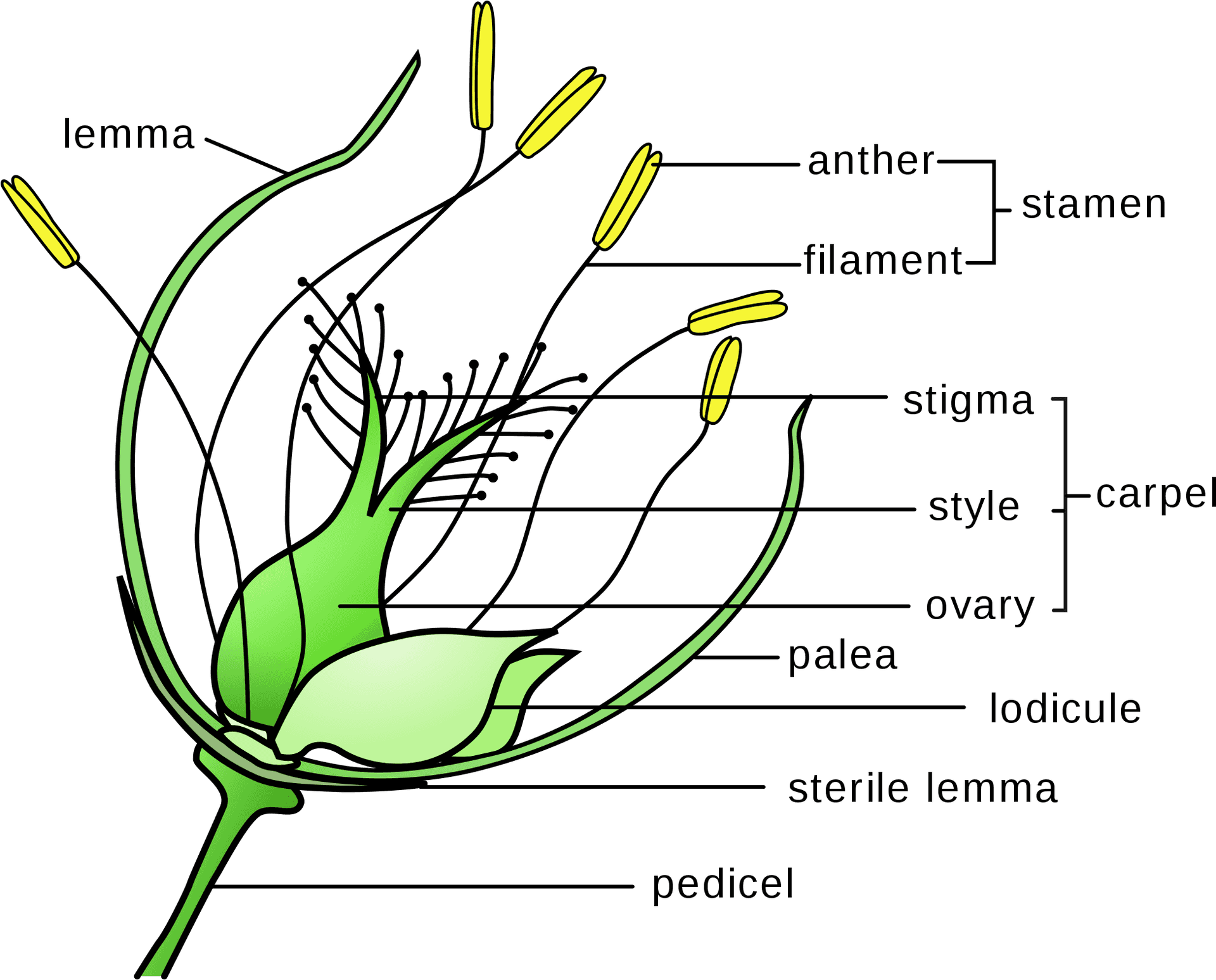Grass Flower Anatomy Diagram PNG