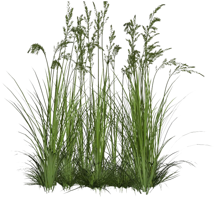 Grass Flower Clusters.png PNG