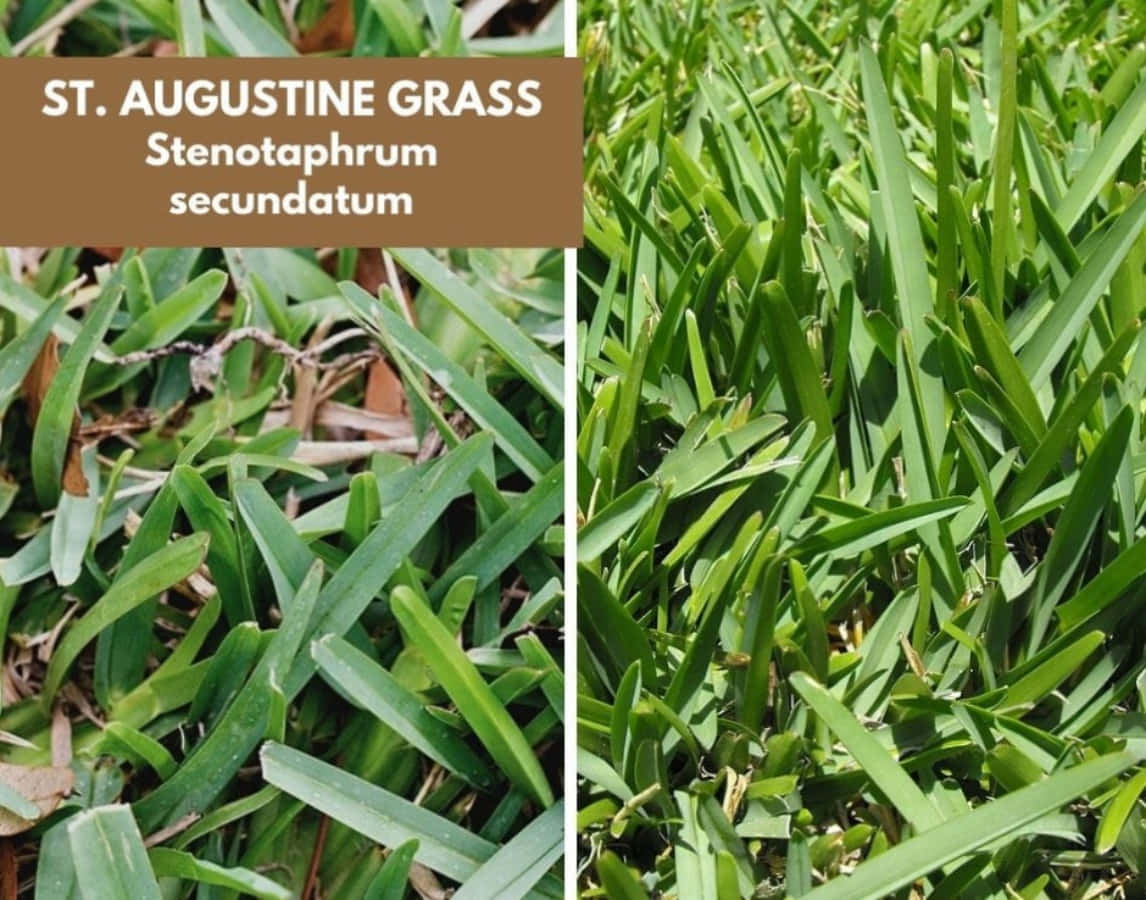Identificazionedell'erba, Fotografia Di Piante Di St. Augustine