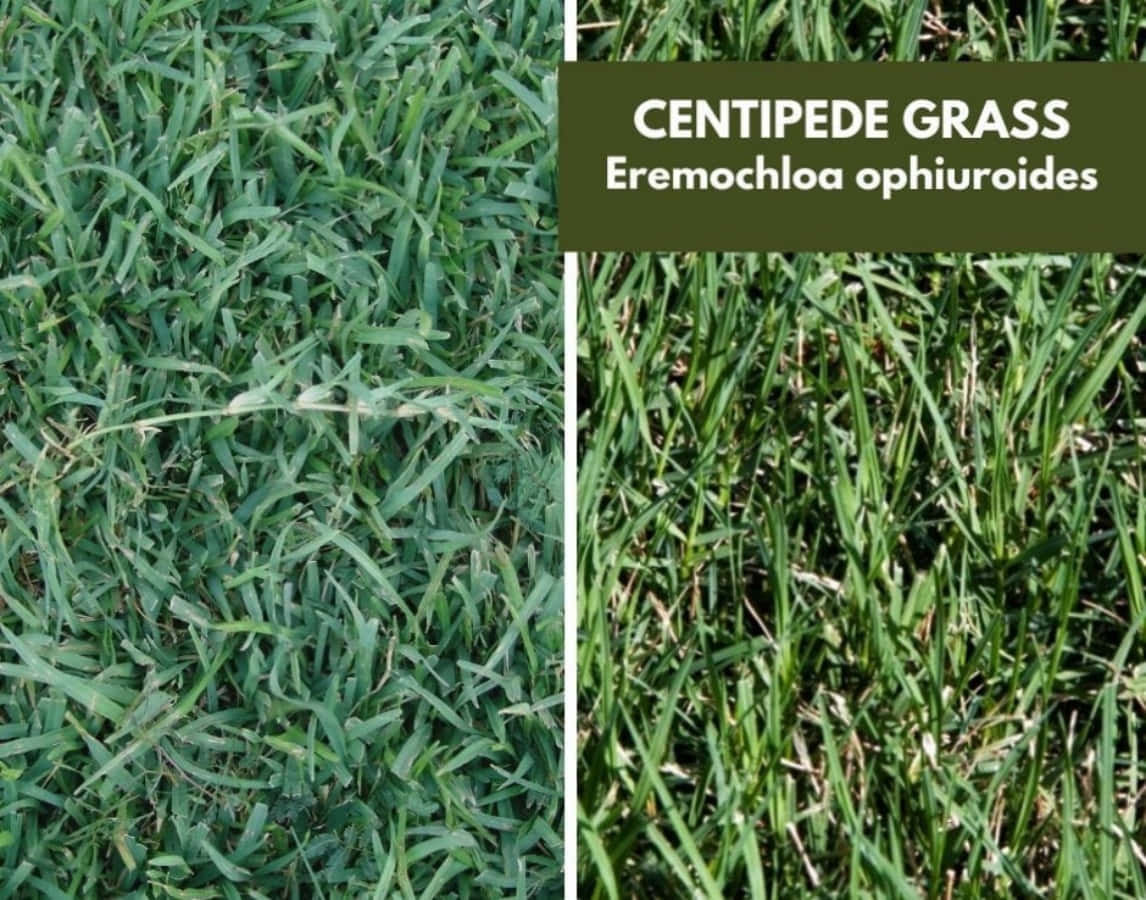 Identificazionedell'erba Centipede Eremochloa Ophiuroides Immagine