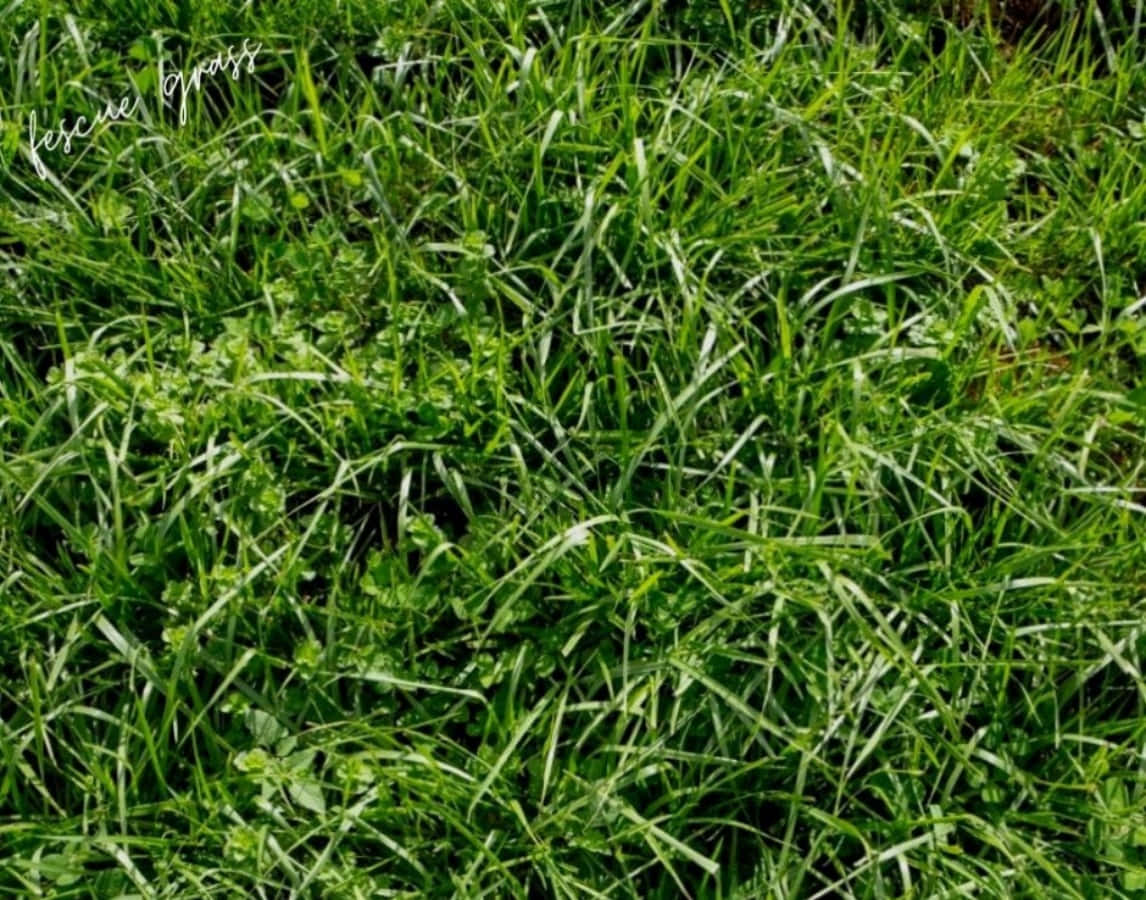 Grasbestimmunghohe Schwingelblätter Fotografie Bild