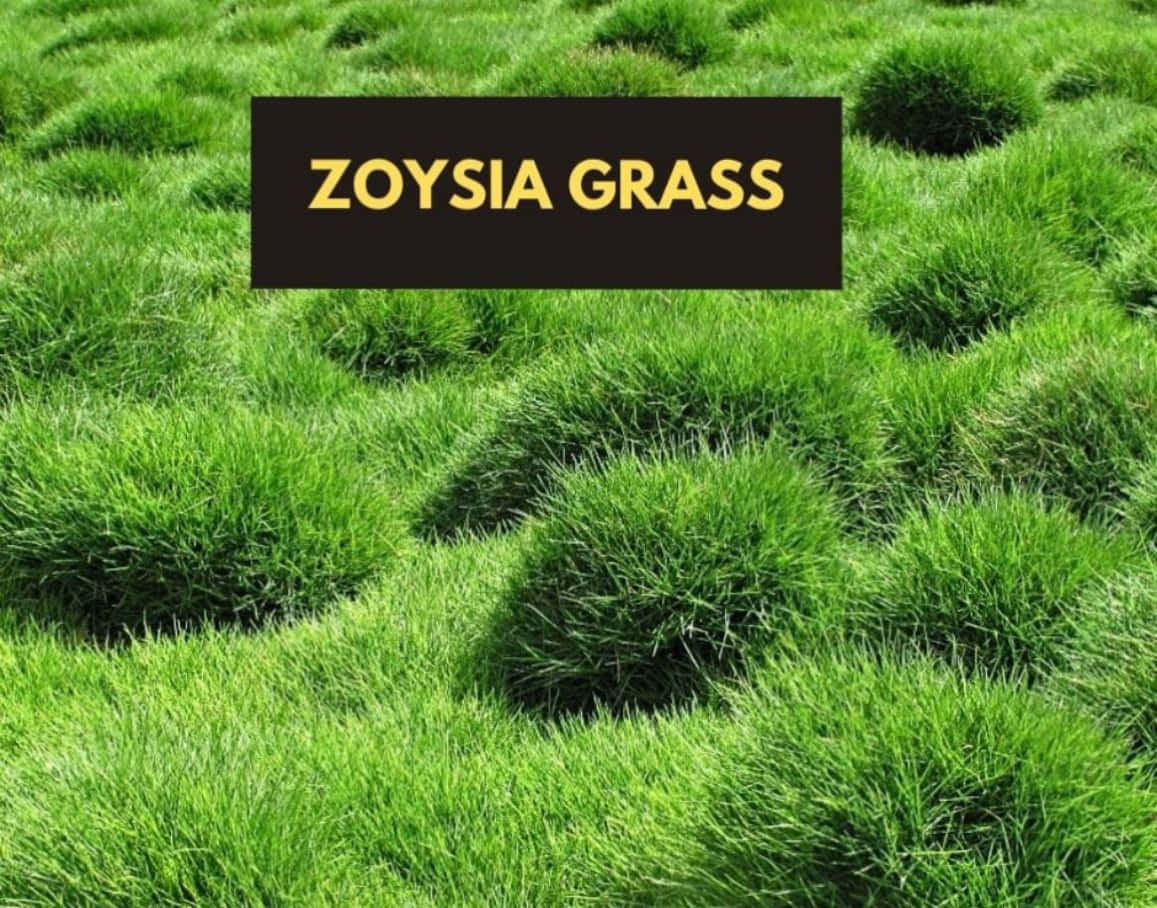 Grass Identification Korean Velvet Zoysia Picture