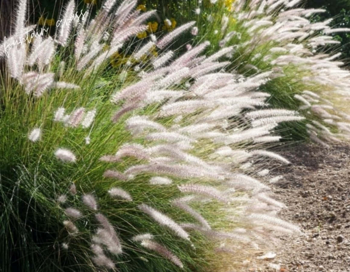 Identificazionedell'erba, Immagine Fotografica Di Una Pianta Nel Giardino Delle Fontane.