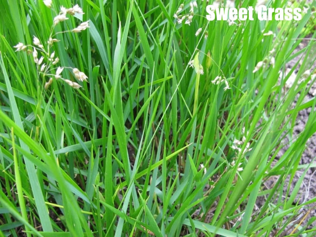 Grass Identification Vanilla Sweet Photography Picture