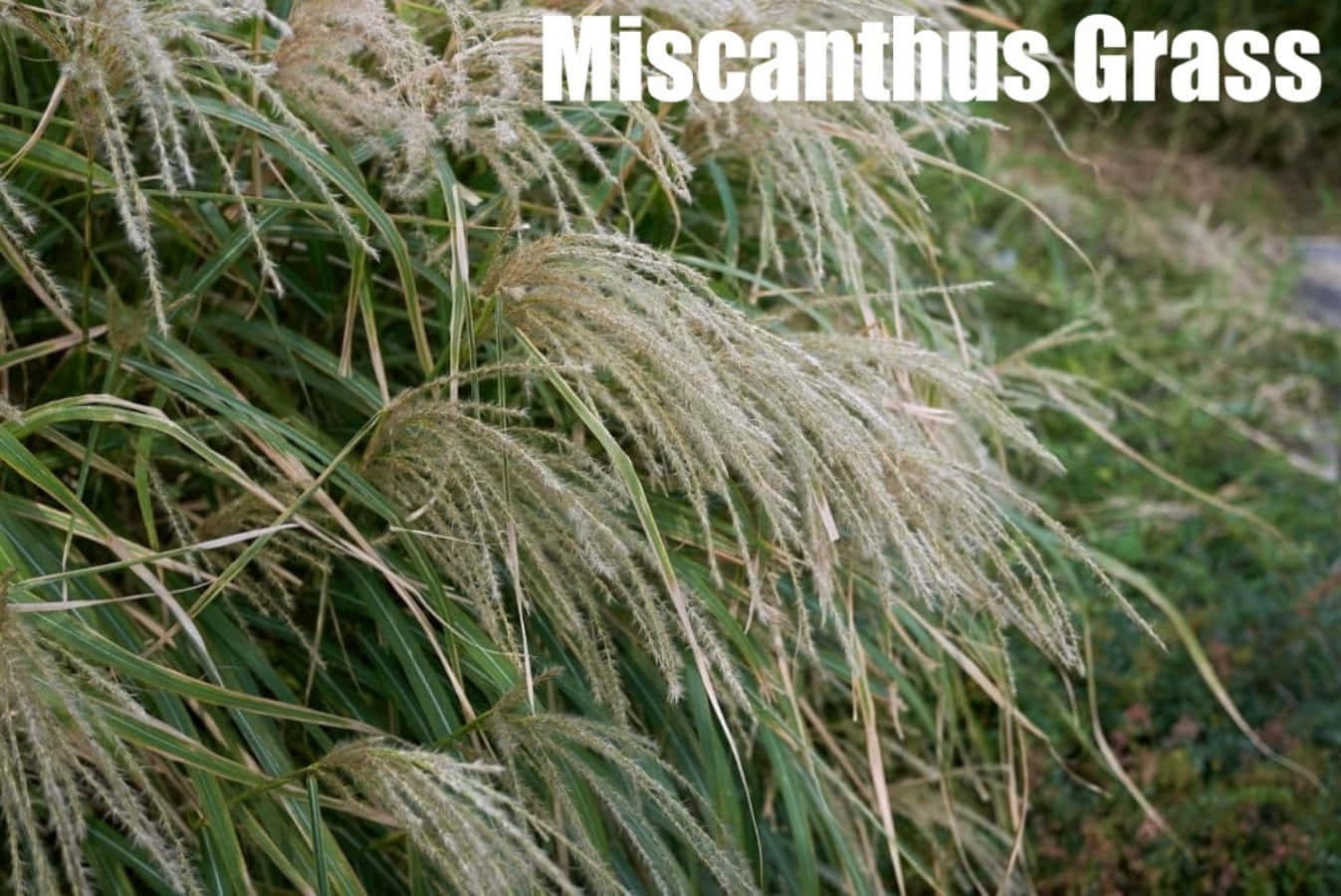 Grasidentifikationmiscanthus Pflanzen Fotografie Bild