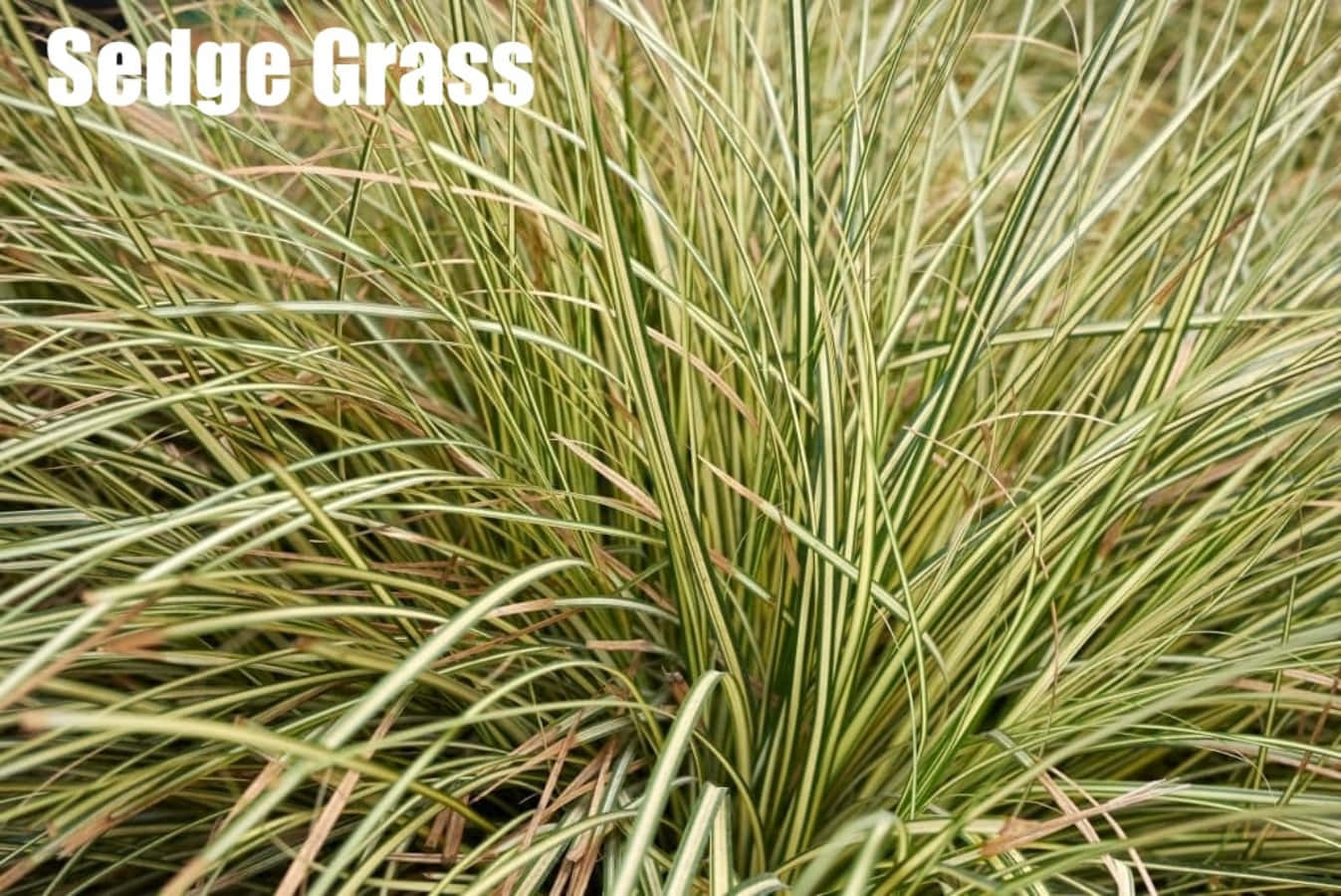 Identificazionedell'erba, Immagine Fotografica Ravvicinata Di Una Pianta Di Carice