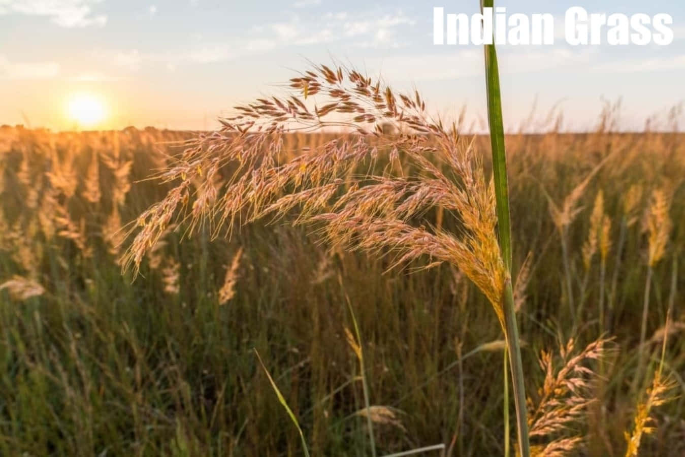 Grasbestimmung,indische Pflanzenfotografie-bild