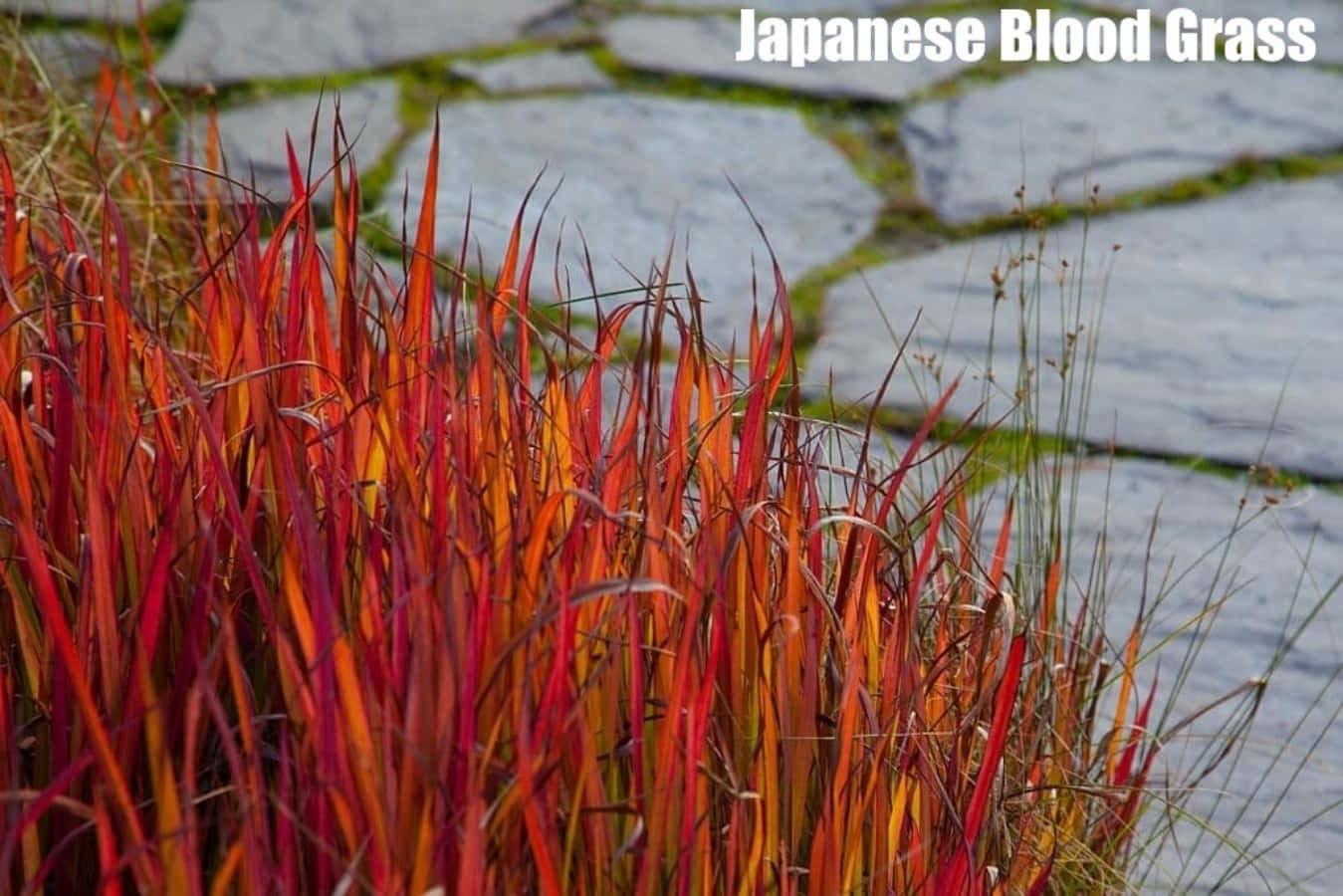Identificaciónde Césped, Fotografía De La Planta De Sangre Japonesa.