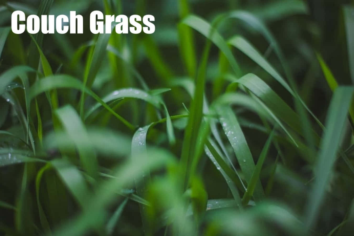 Various Grass Species Against Bright Sky Background