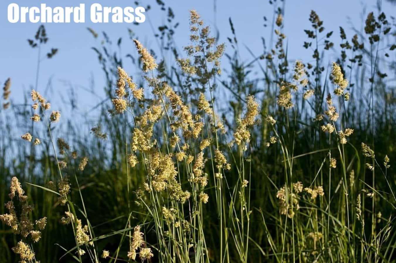 Grass Identification Orchard Plant Photography Picture