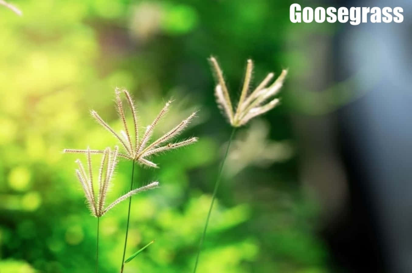 Gräsidentifieringgoosegrass-växt Fotografering Bild