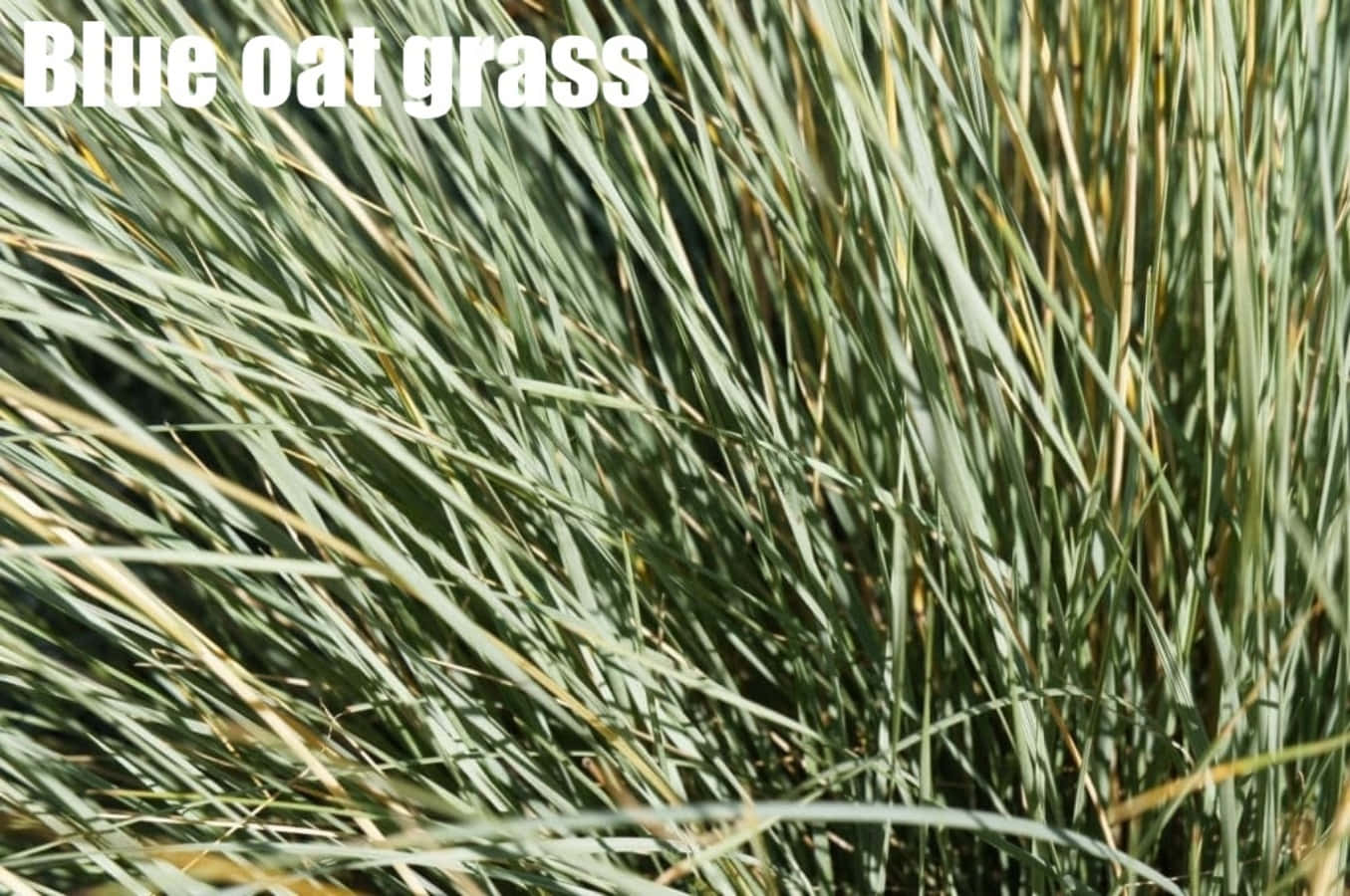 Grass Identification Blue Oat Plant Photography Picture