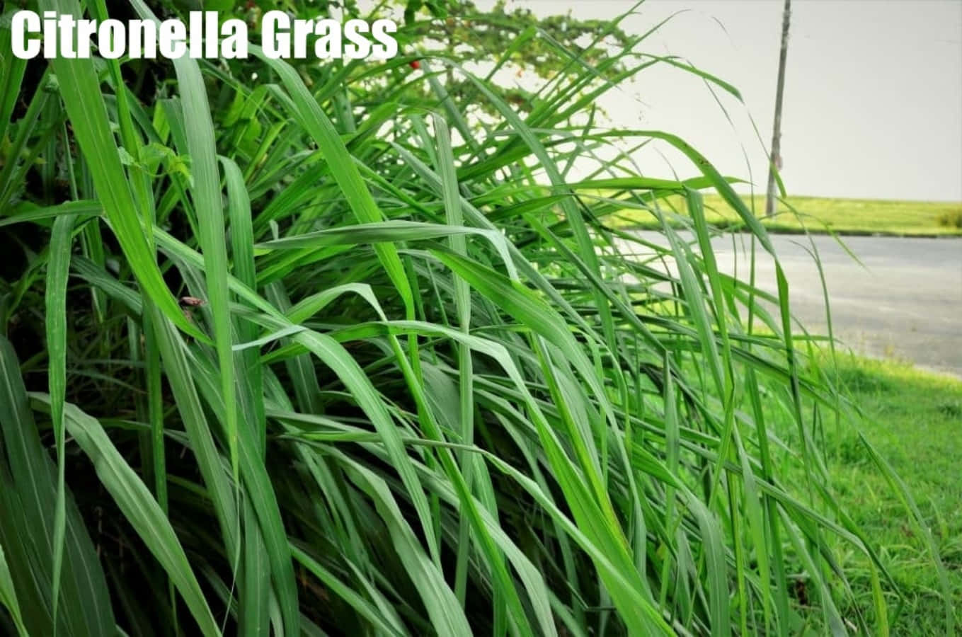 Caption: Detailed Close-Up Grass Identification Image