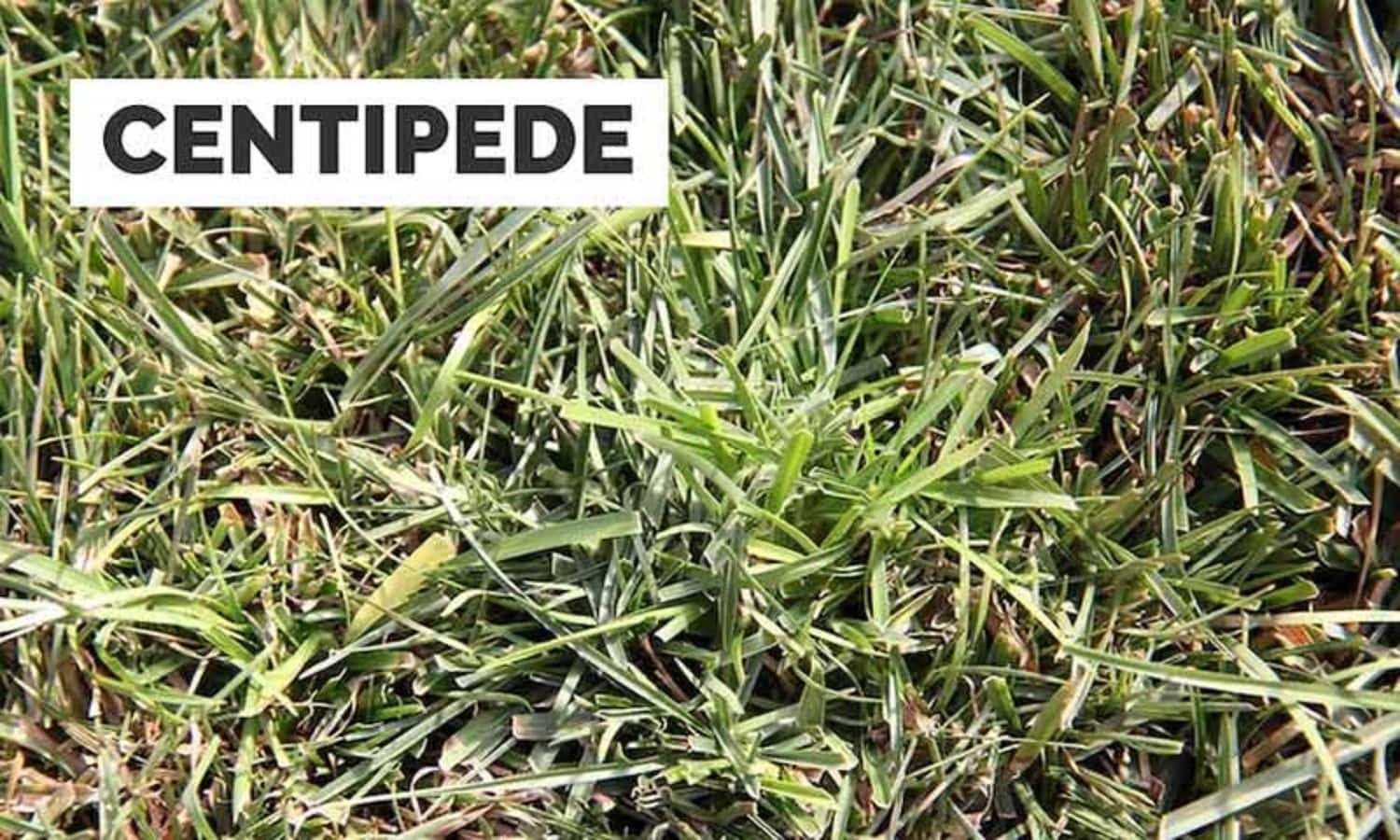 Grass Identification Centipede Plant Close Up Picture