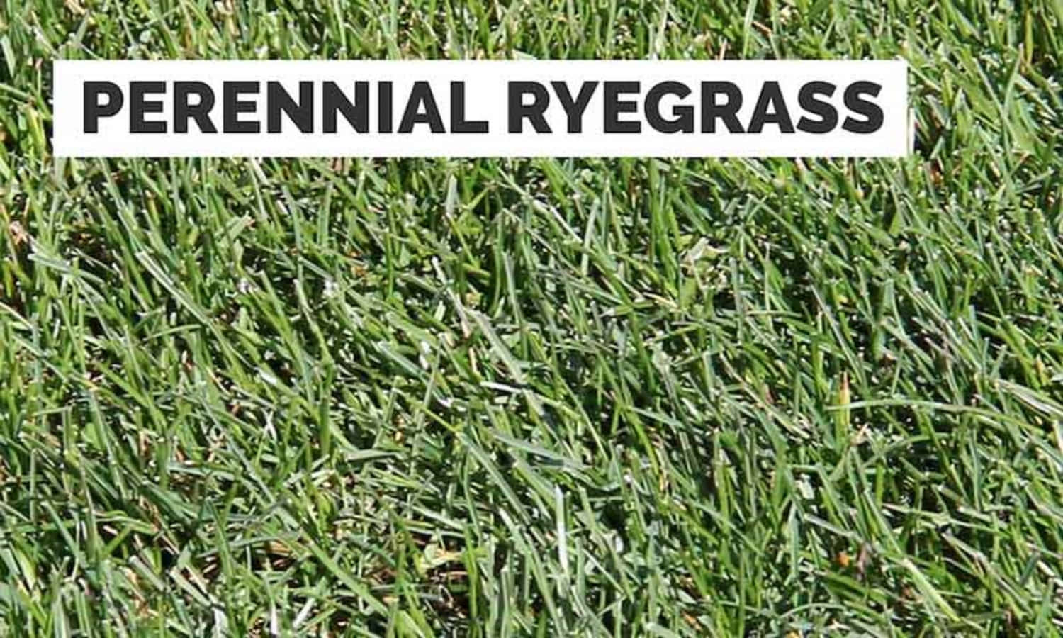 Grass Identification Perennial Ryegrass Photography Picture
