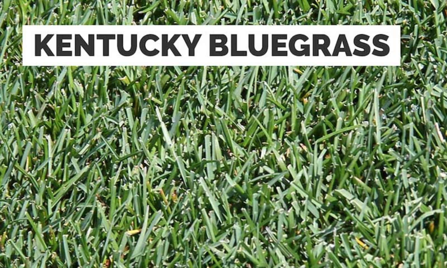 Identificazionedell'erba: Kentucky Bluegrass Fotografia Della Pianta