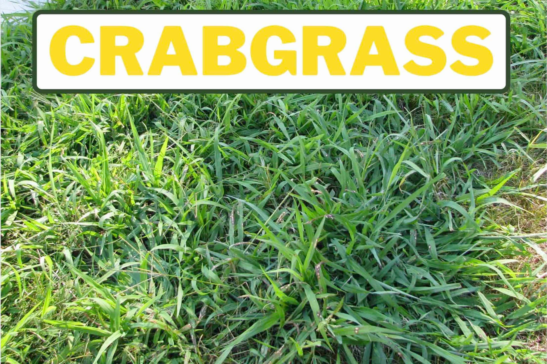 Grass Identification Crab Plant Photography Picture