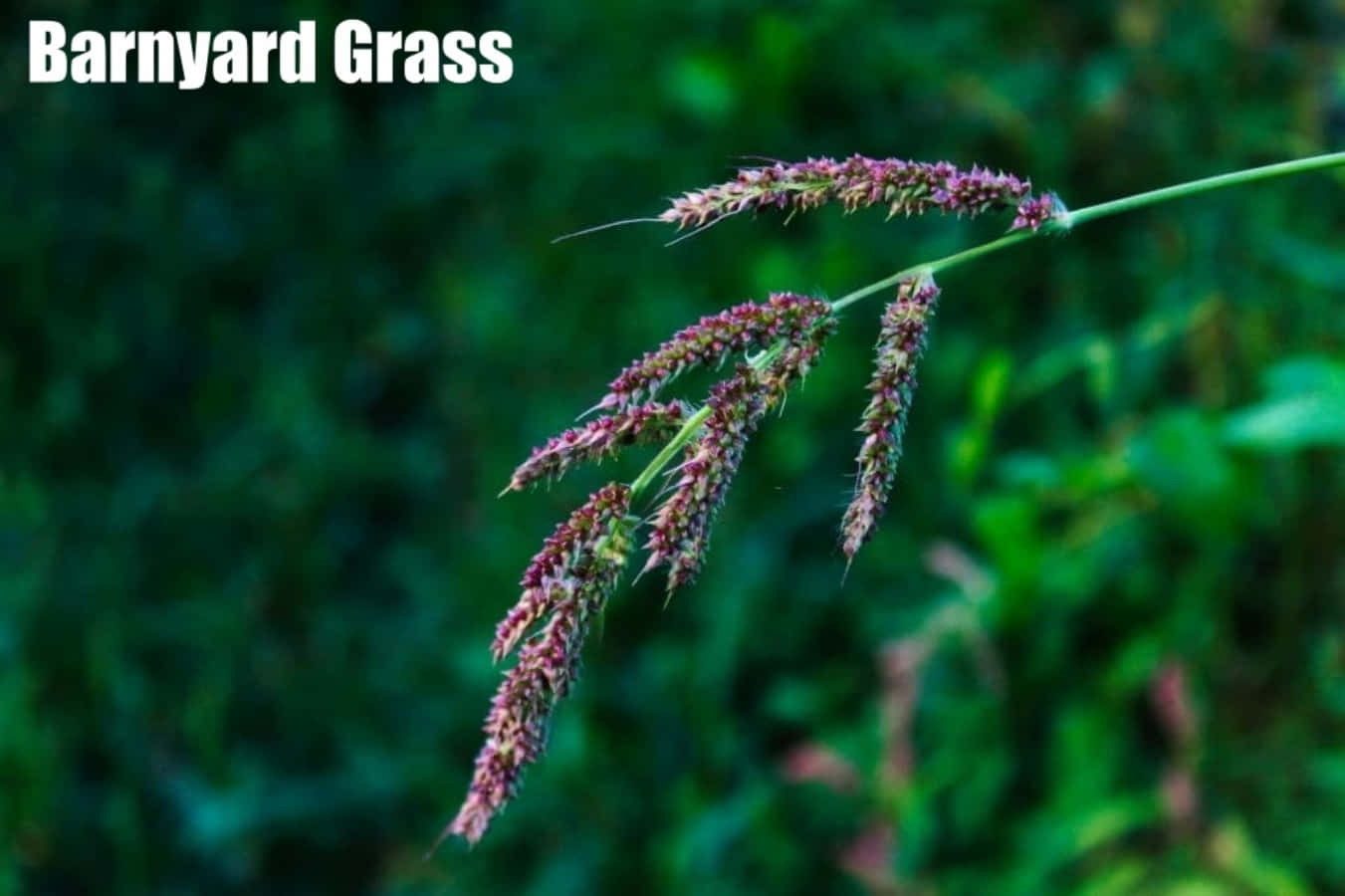 Grass Identification Barnyard Plant Photography Picture