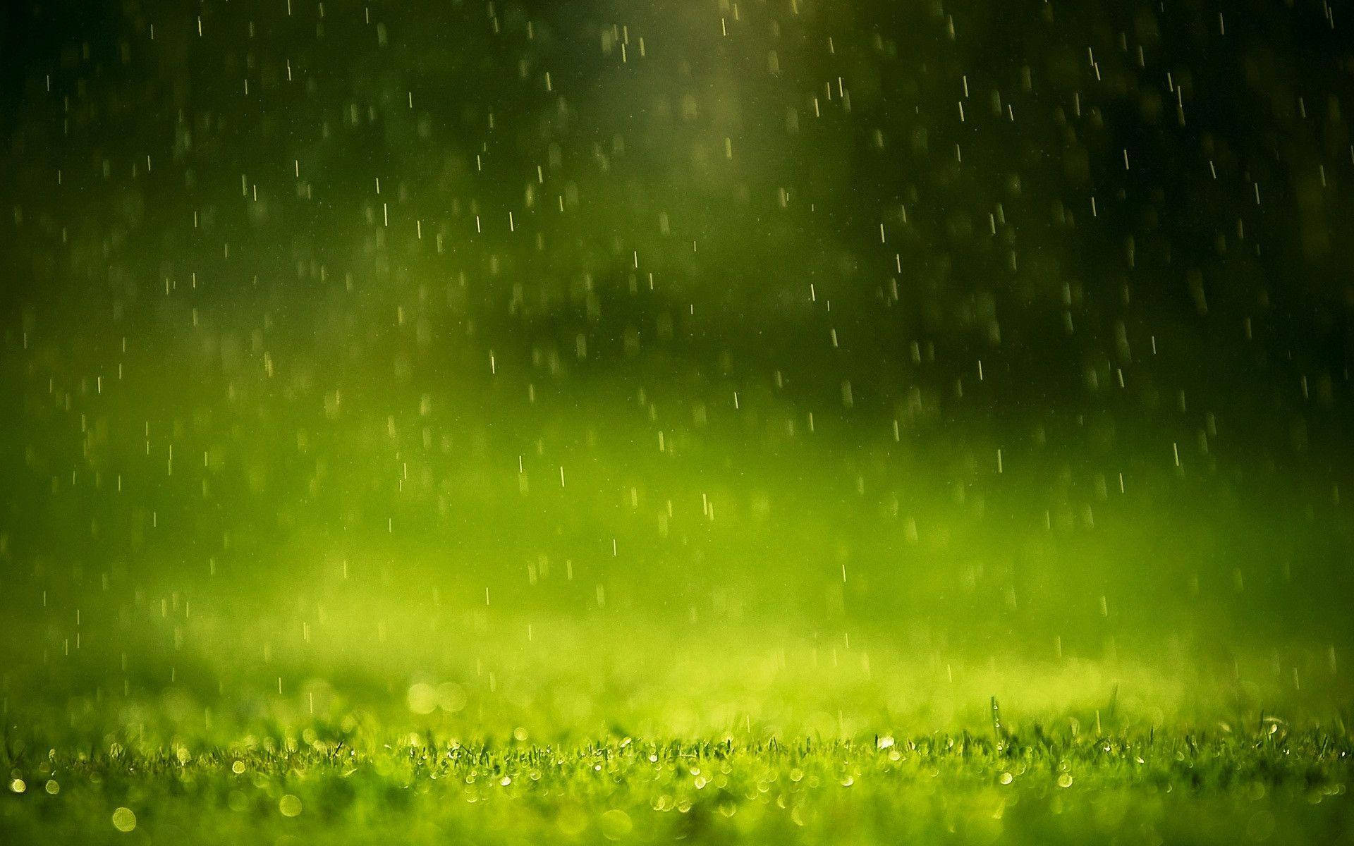 Grass Most Beautiful Rain
