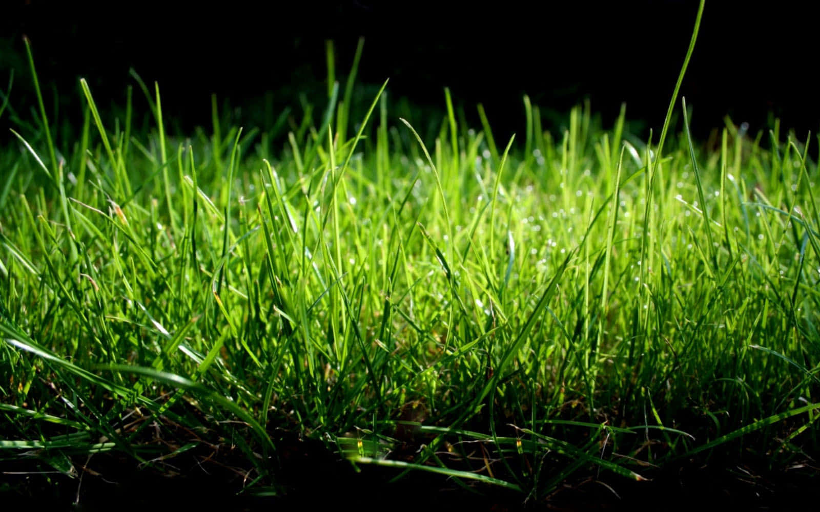 A Green Sea of Grass