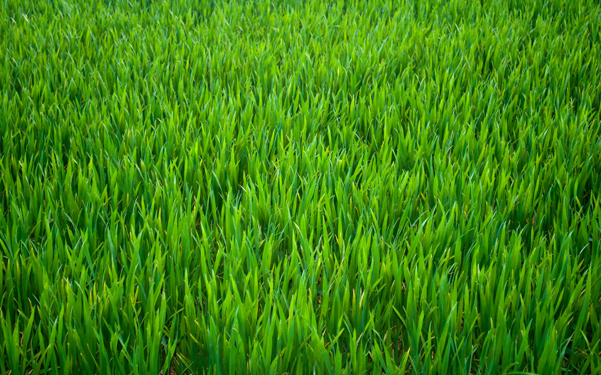 Green grass frames a stunning landscape