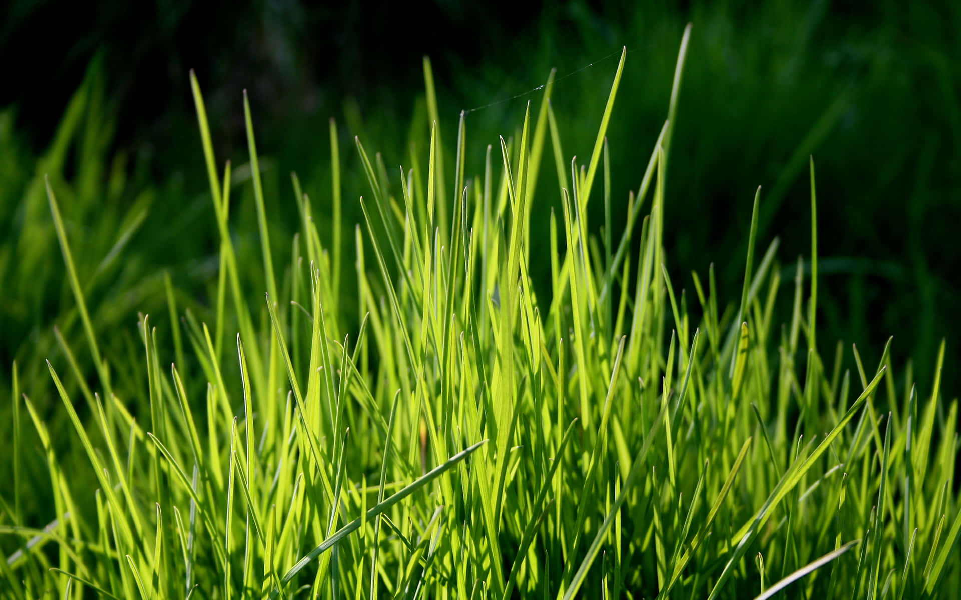 : A picture of lush green grass in the summertime