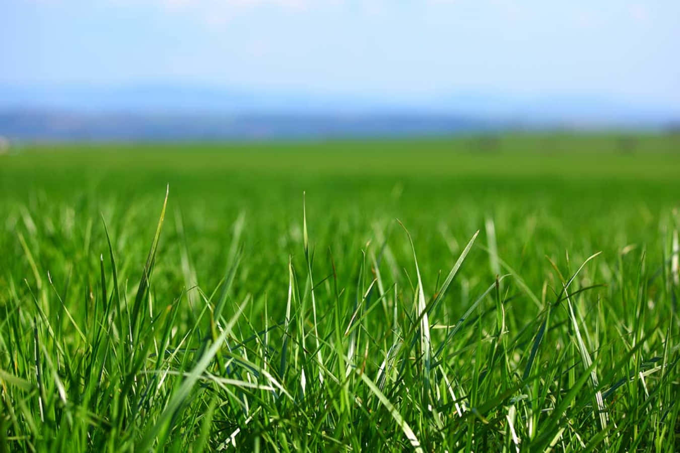 A close-up of a beautiful, lush green grass field