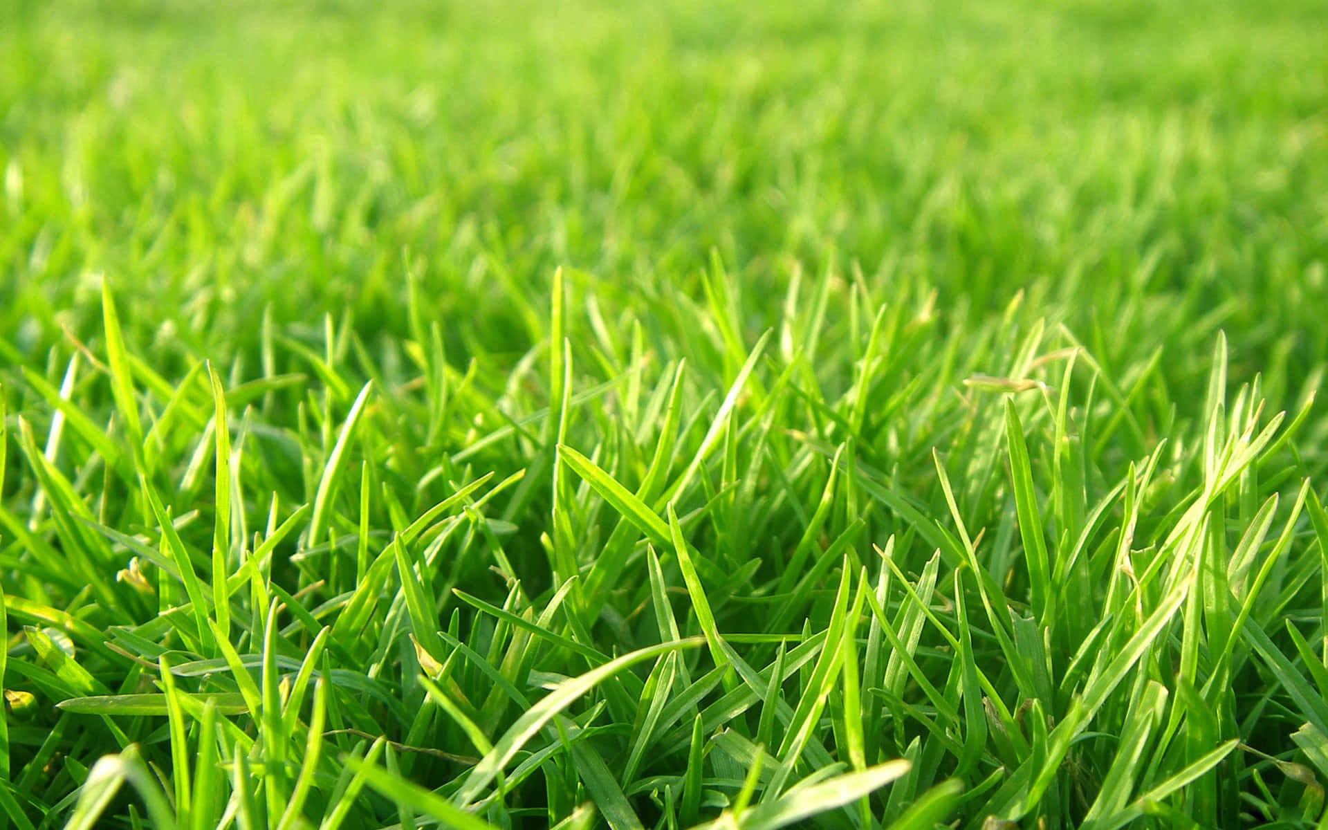 A sea of lush green grass