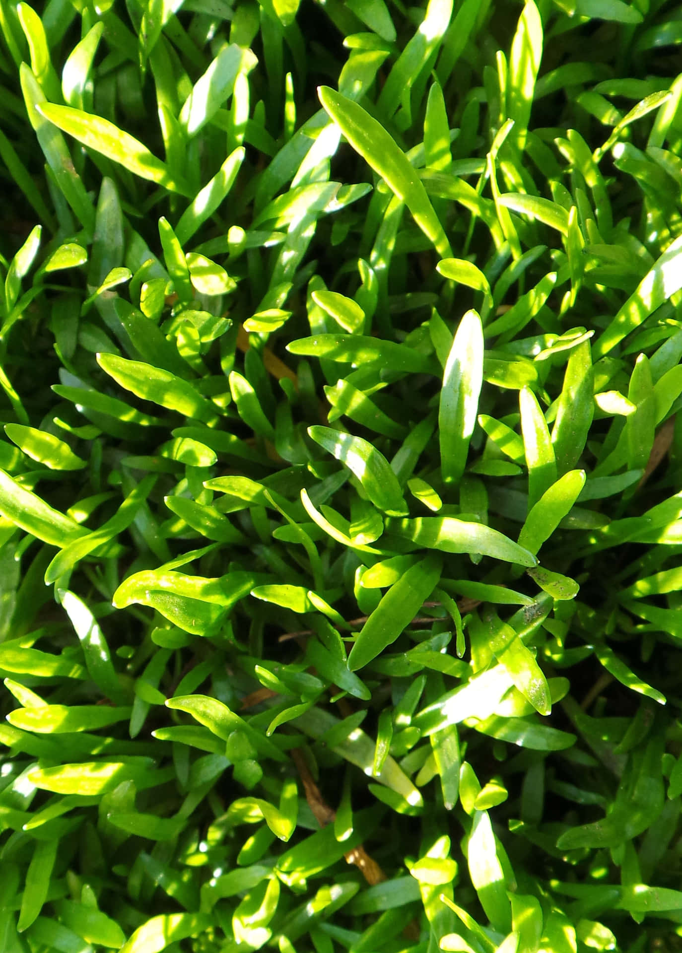 Frischesgrünes Gras In Der Sonne