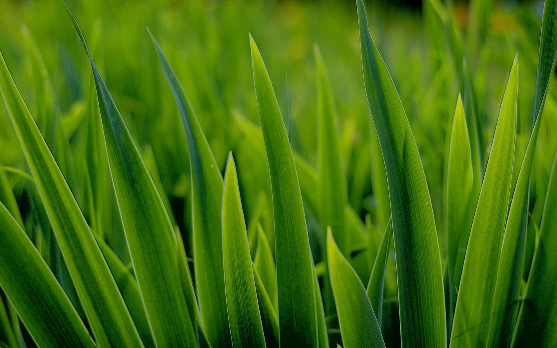 Unprimo Piano Dell'erba Verde