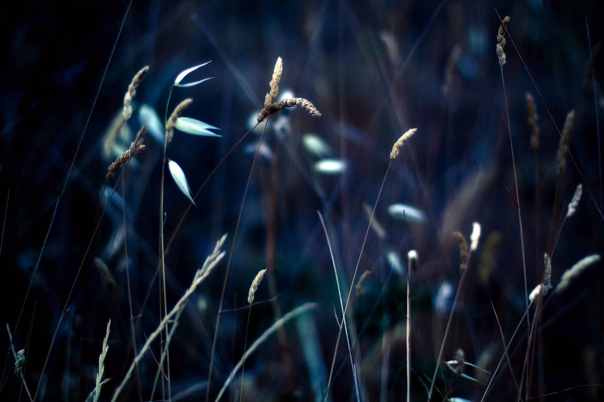 A Close-Up Look At Stalks Of Grass Under The Night Sky Wallpaper