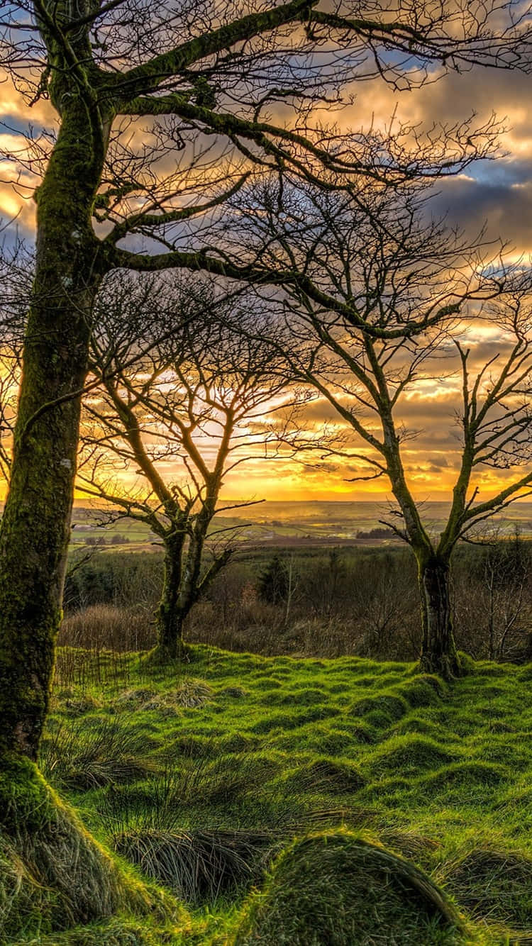 Tramontosull'erba In Irlanda Del Nord Sfondo