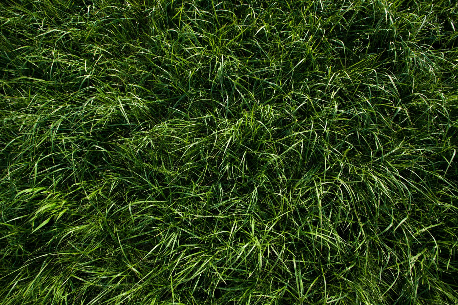 Close-up of lush green grass texture.