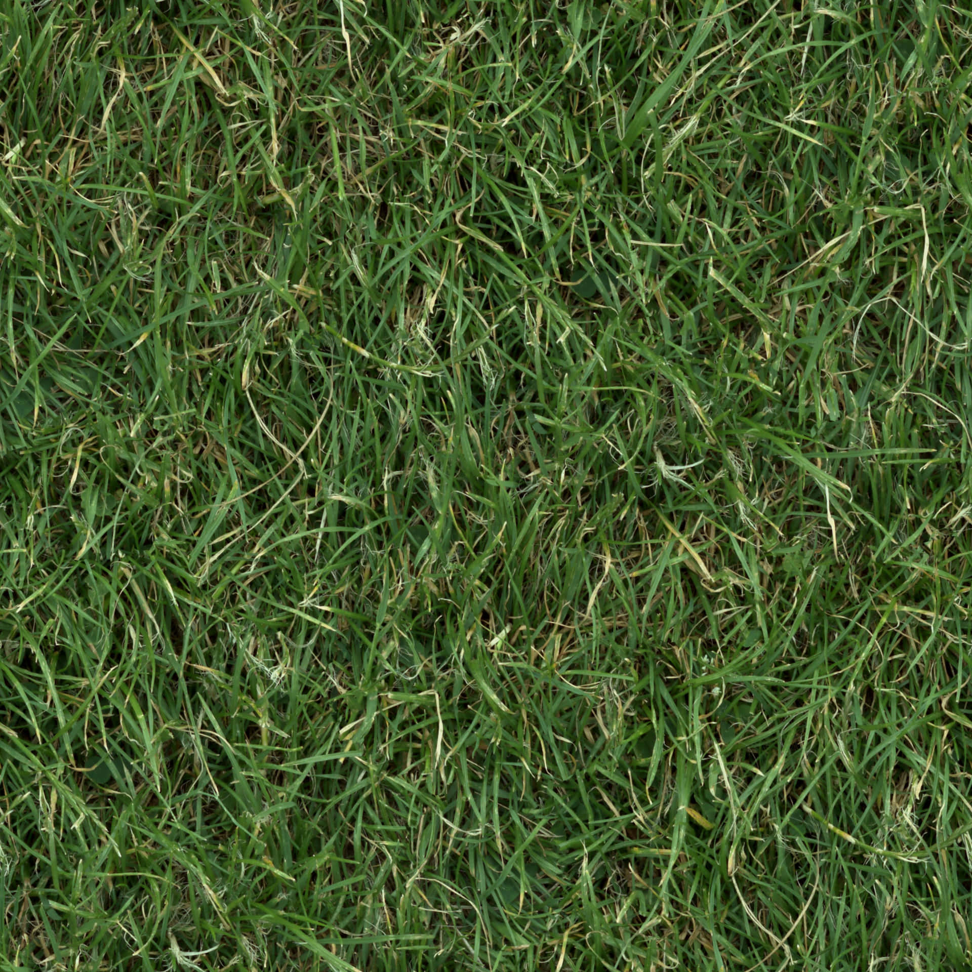 Close-up of fresh green grass texture