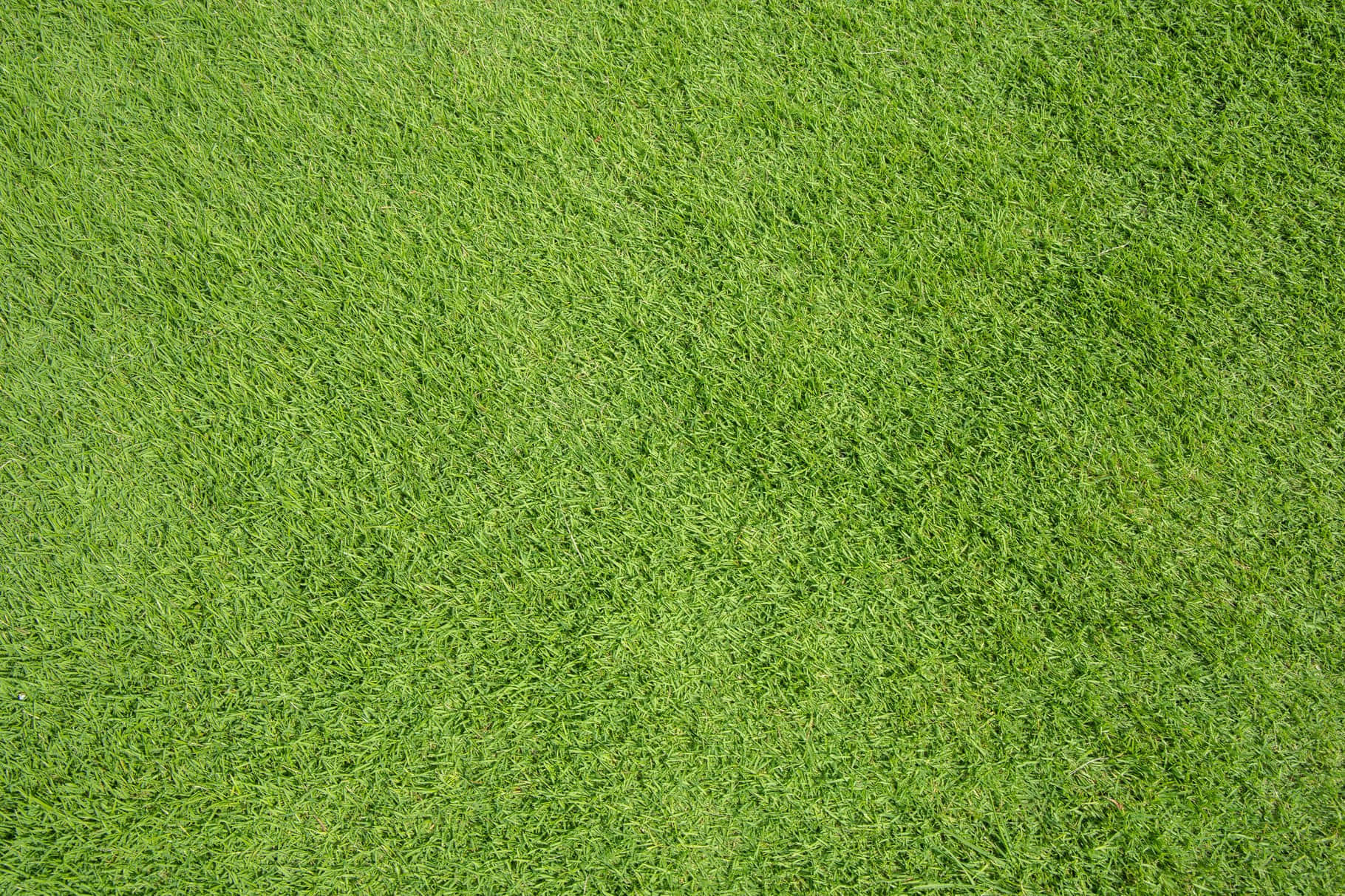 Green Grass Texture