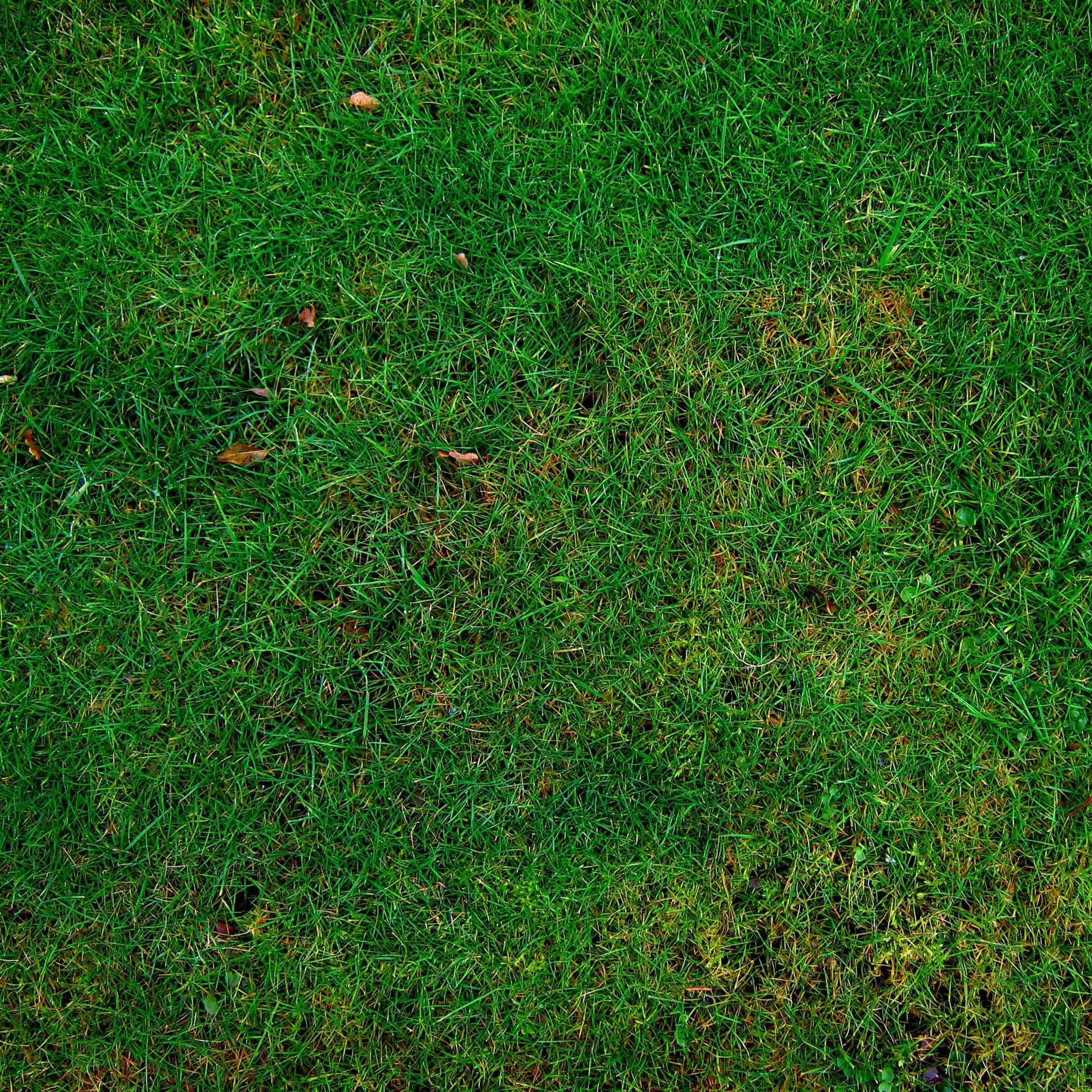 Fresh, green grass texture in a vibrant outdoor setting