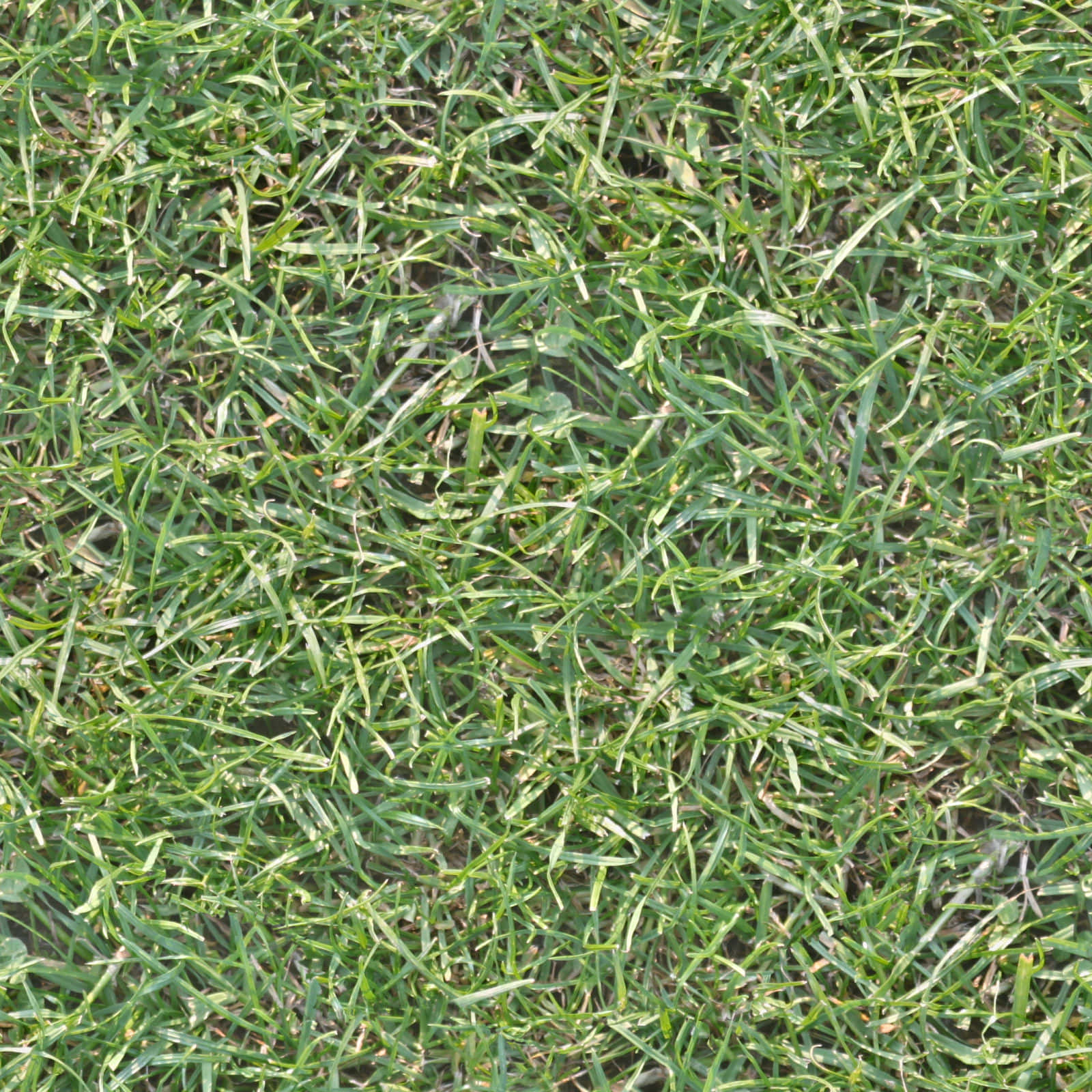 Close Up of a Soft, Lush Grass Texture