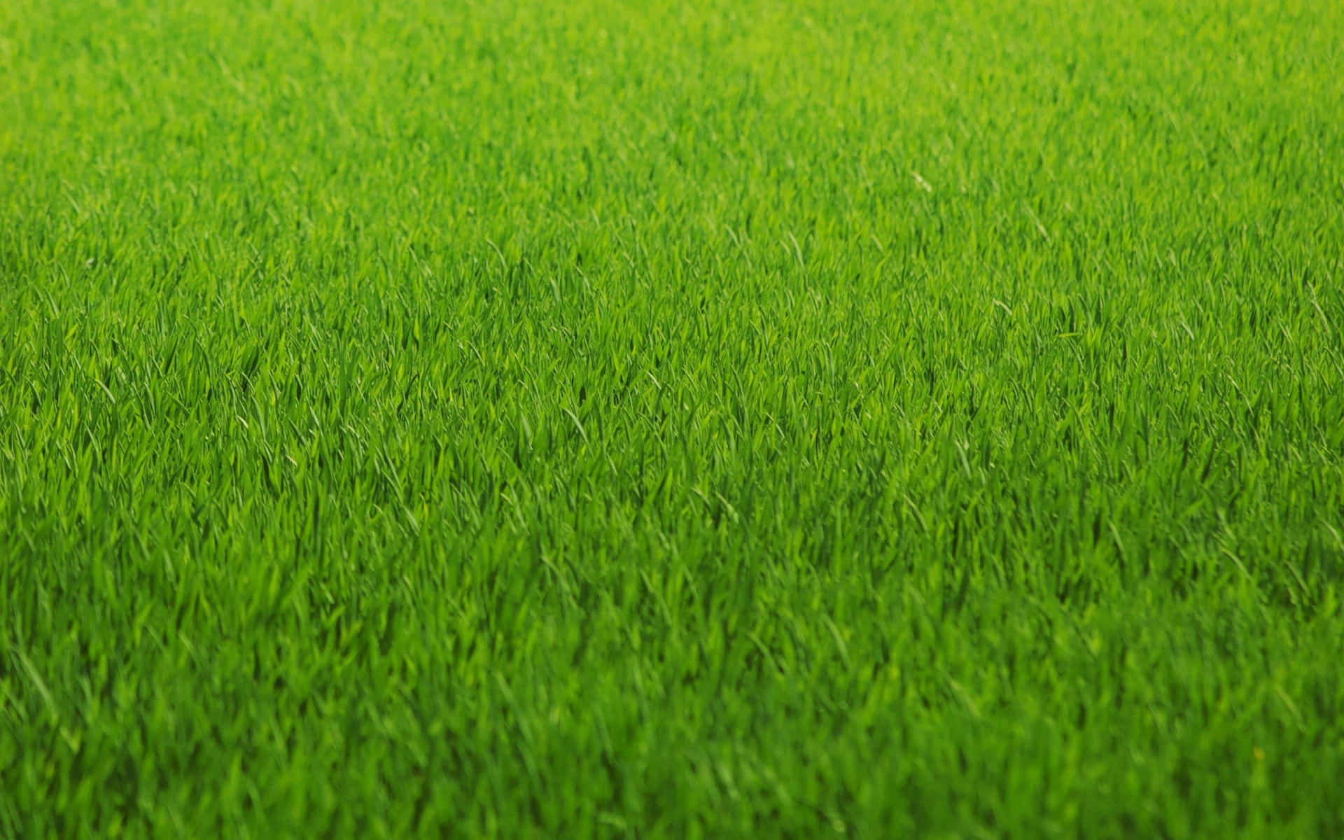 A Close Up Of A Green Field