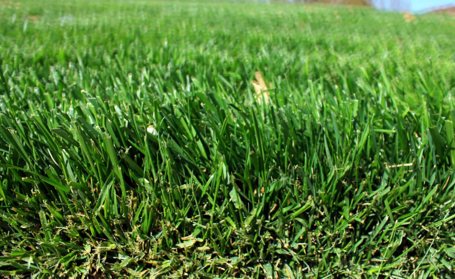 Close-up of a grass texture with small blades and a vibrant green color