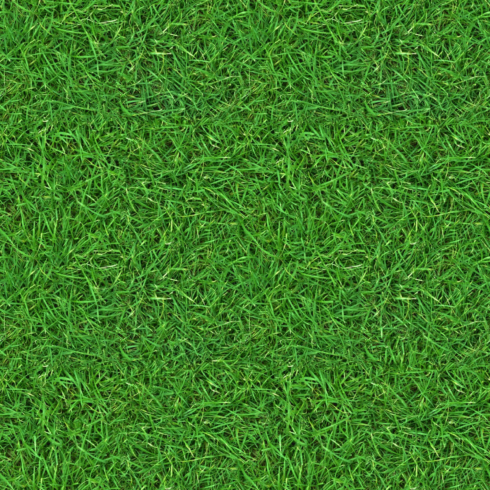 Soft green grass texture