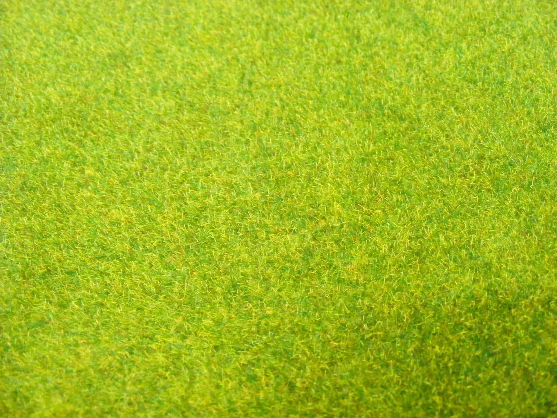 Closeup of green grass texture