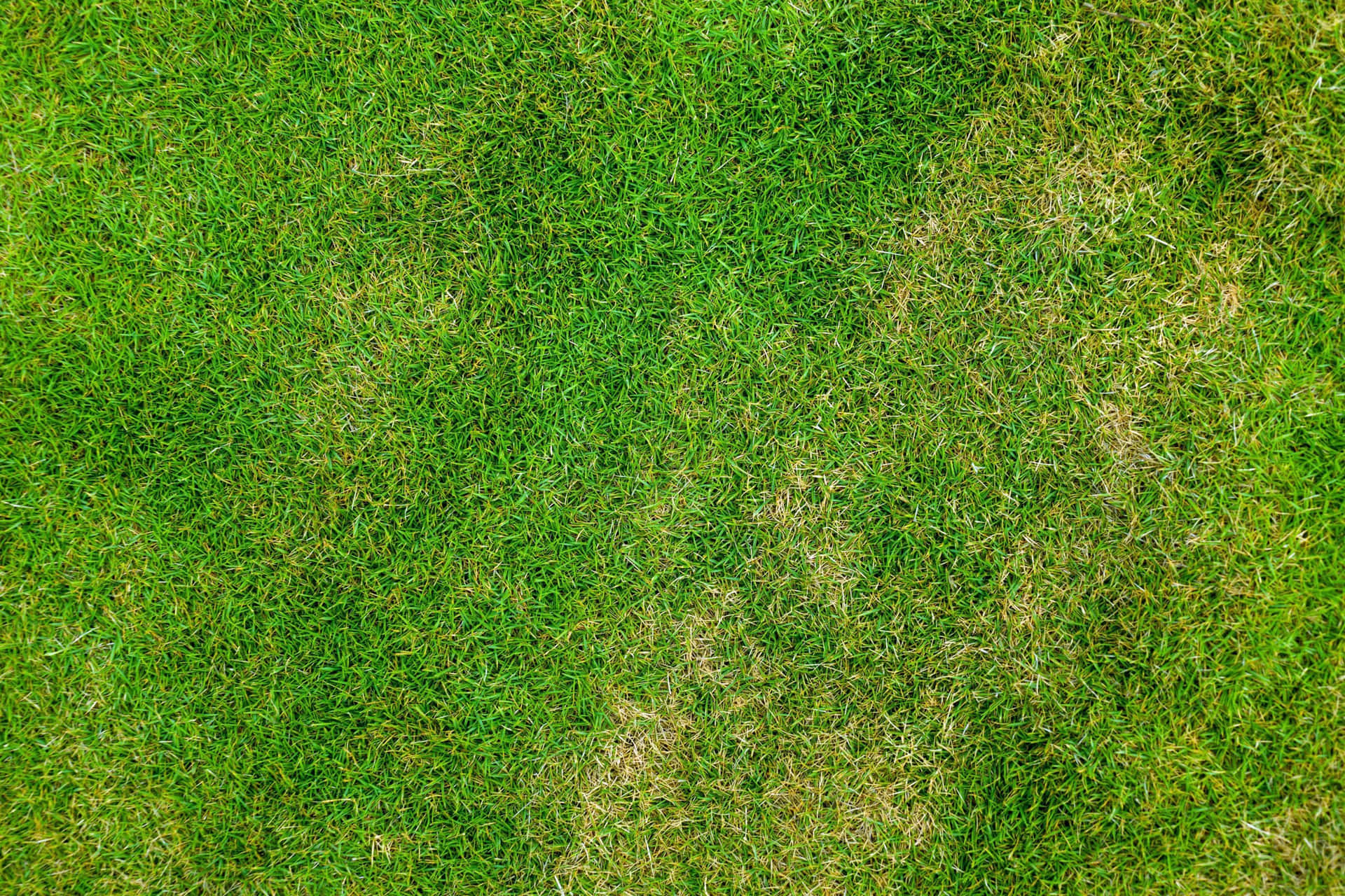 A Pattern of Tall Dark Green Grass Stretching Across the Field