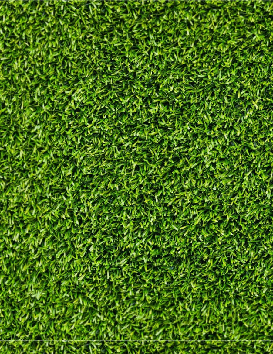 Close Up of Green Blades of Grass
