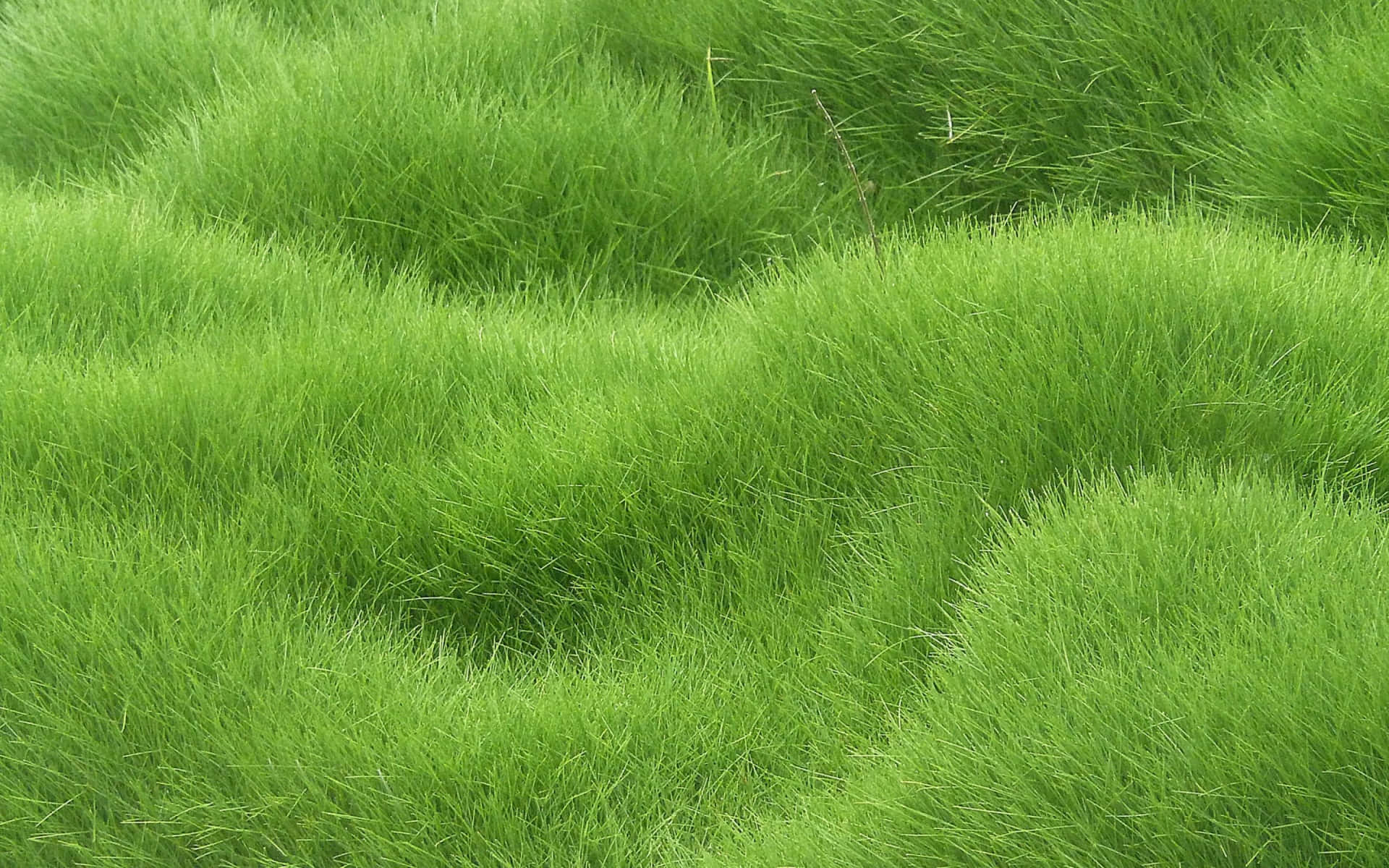 Vibrant Green Grass Texture