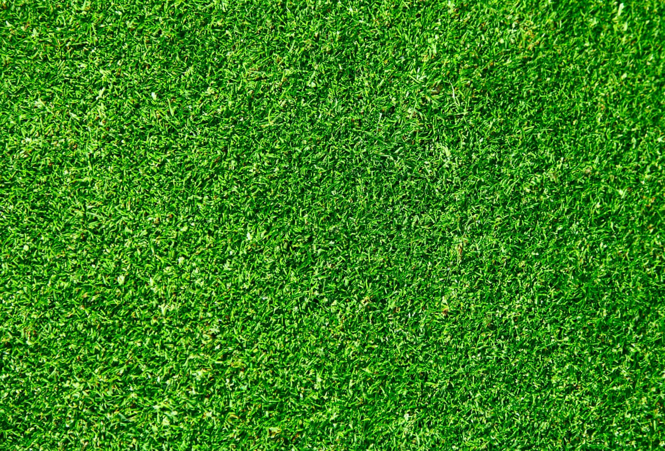 Soft Green Grass Texture