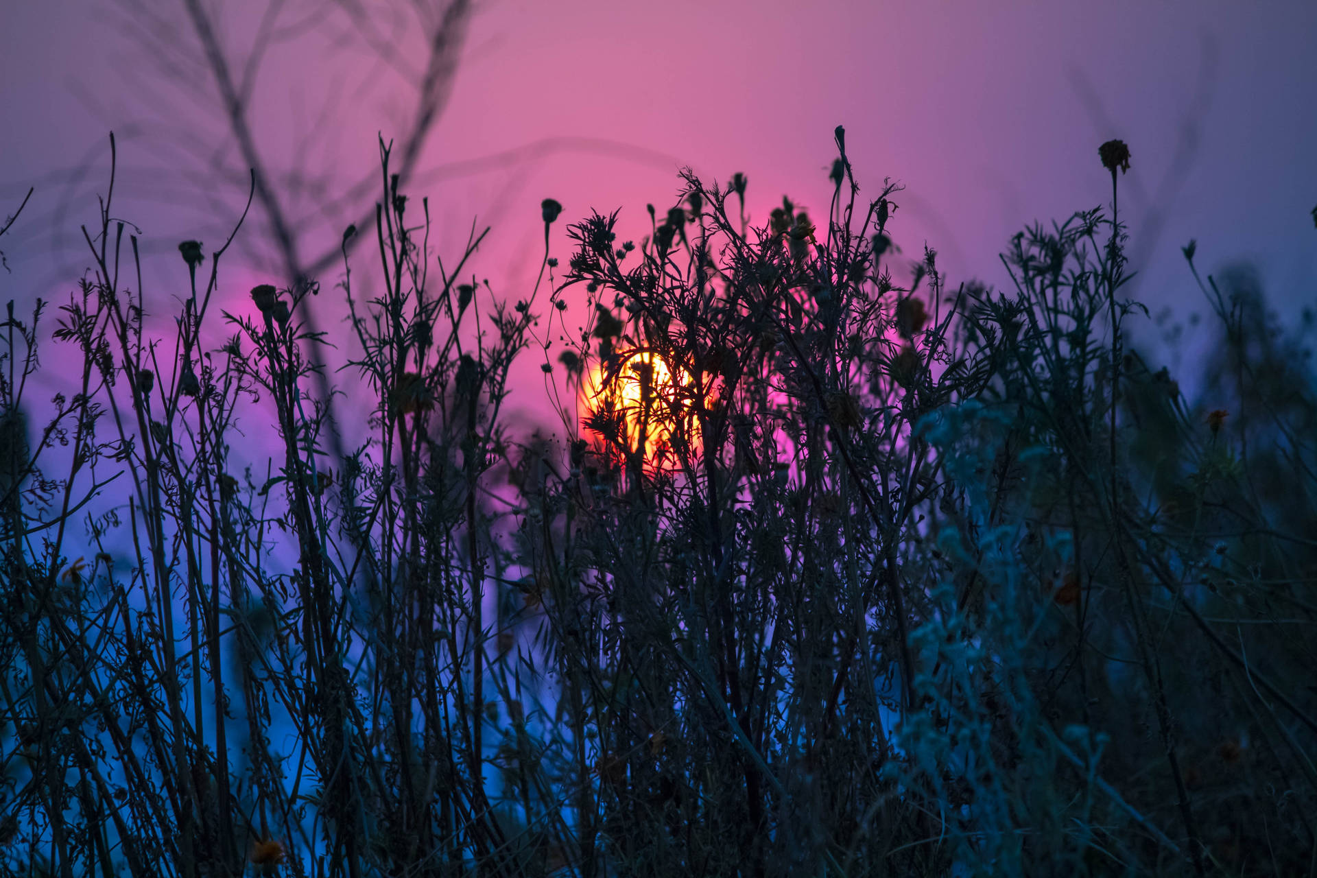 Purple sunset over a field of grass Wallpaper
