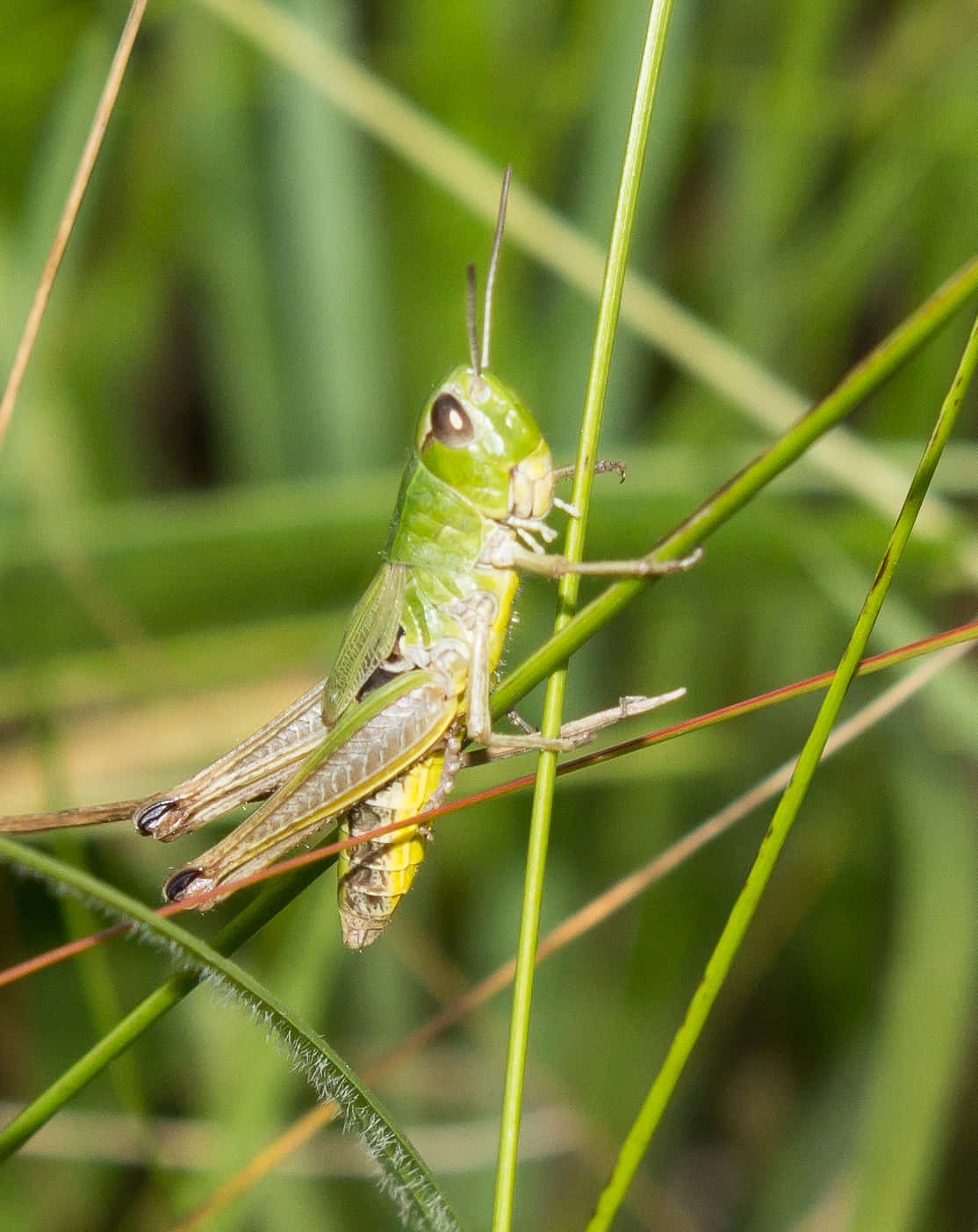 A close-up of a green grasshopper perched on a dewy leaf