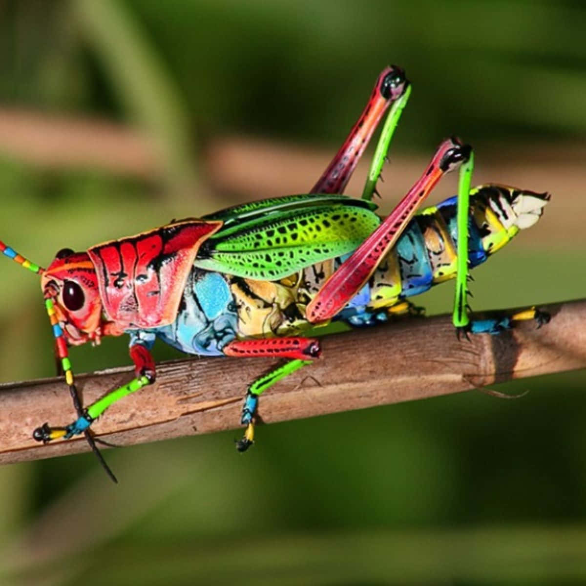 A close-up shot of a vivid green grasshopper resting on a leaf