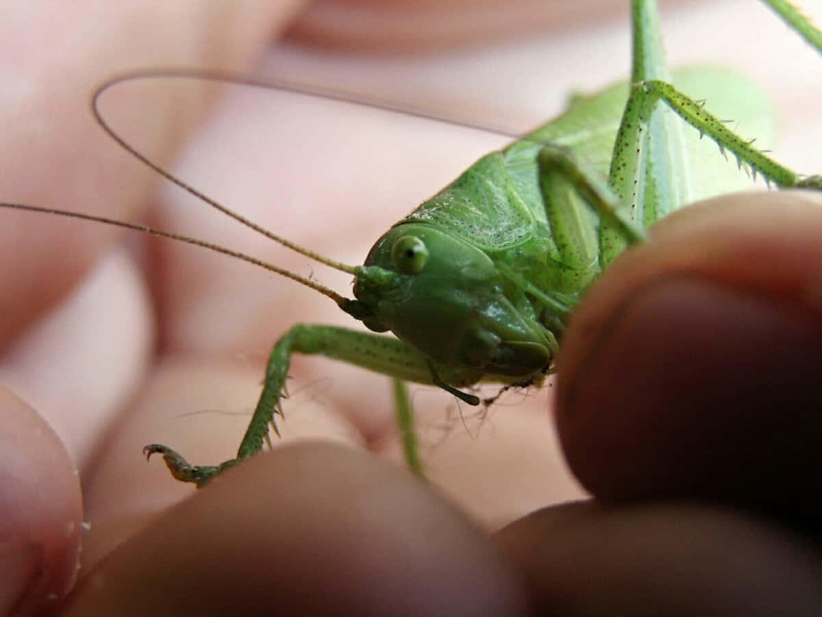 Captivating Close-Up of a Grasshopper